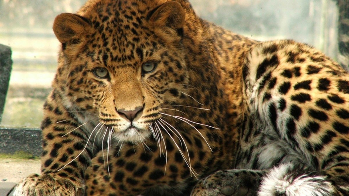 Дальневосточный леопард (Panthera pardus orientalis)