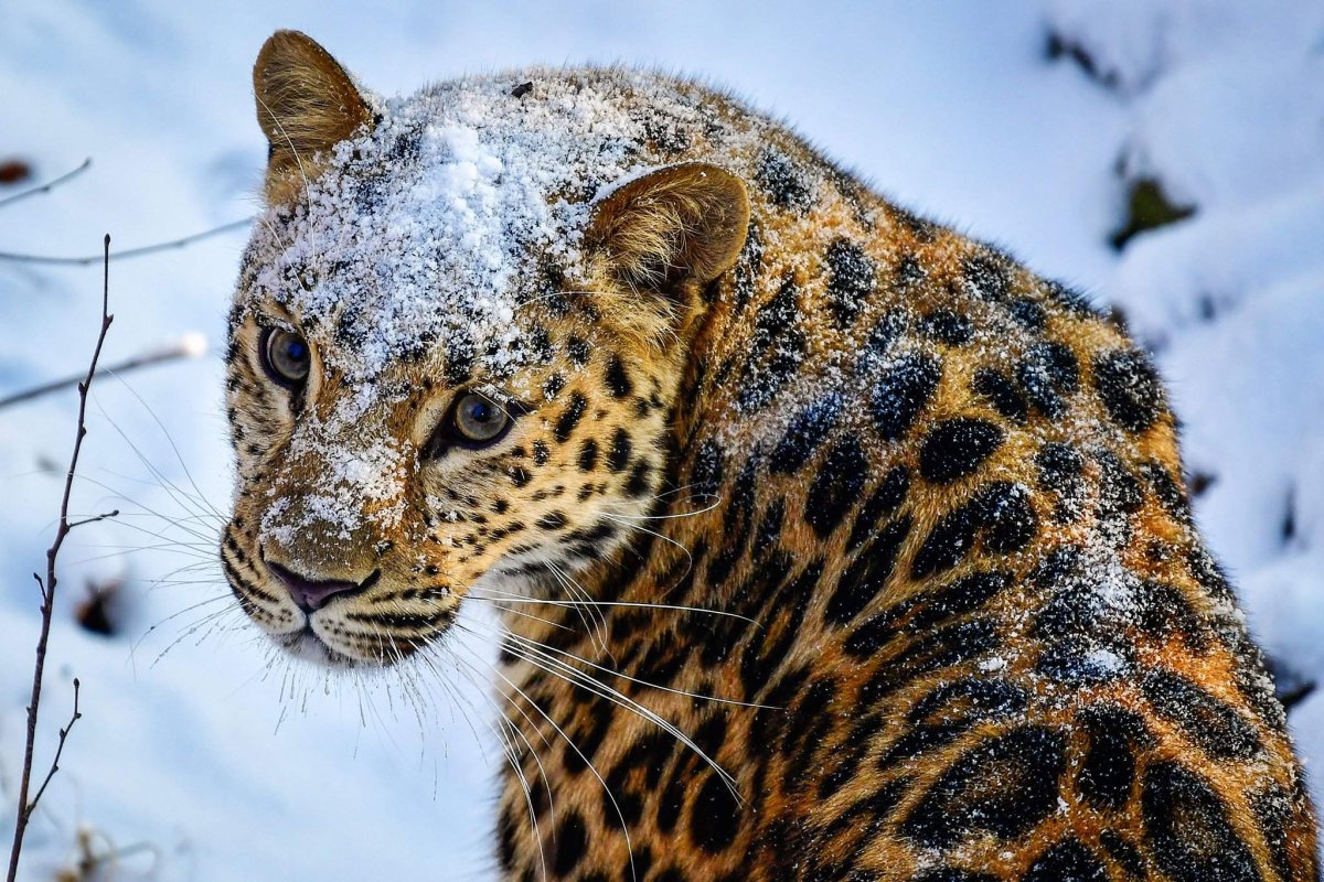 Заповедник Кедровая Падь леопард