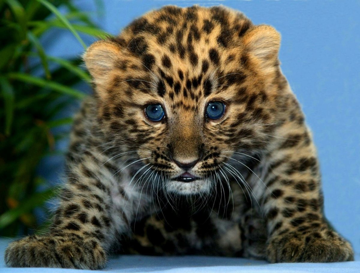 Восточносибирский леопард