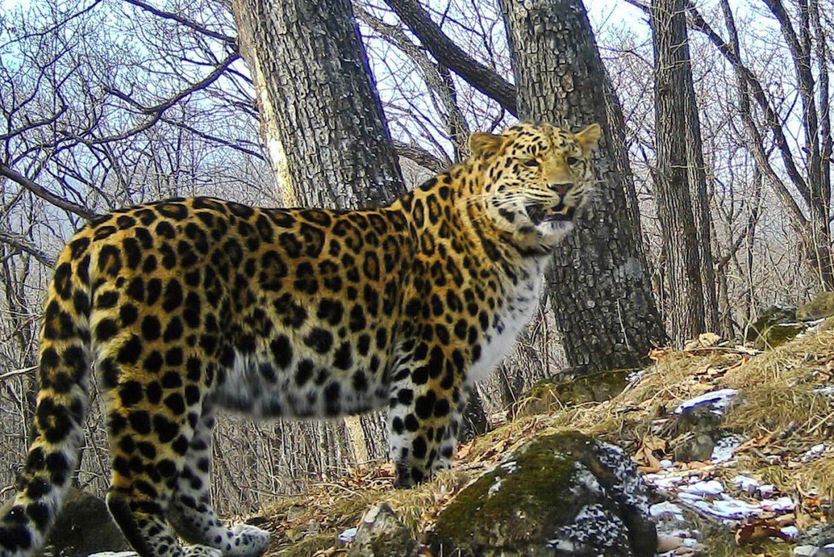 Дальневосточный Амурский леопард