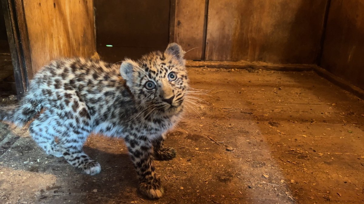 Восточносибирский леопард