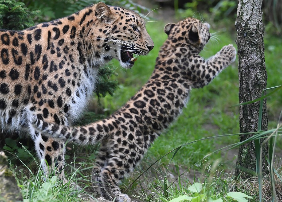 Лео леопард