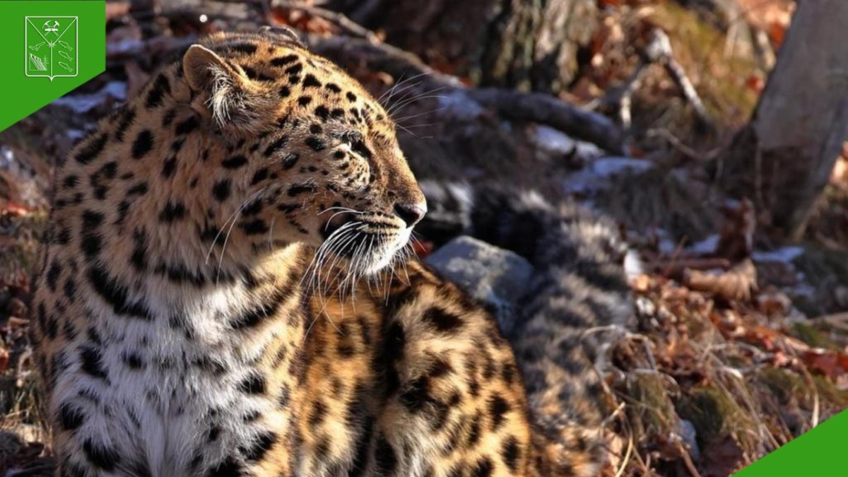 Дальневосточный леопард Московский зоопарк