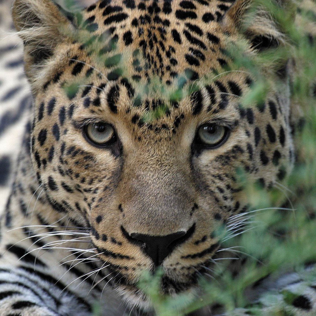 Дальневосточный леопард (Pantera pardus orientalis)