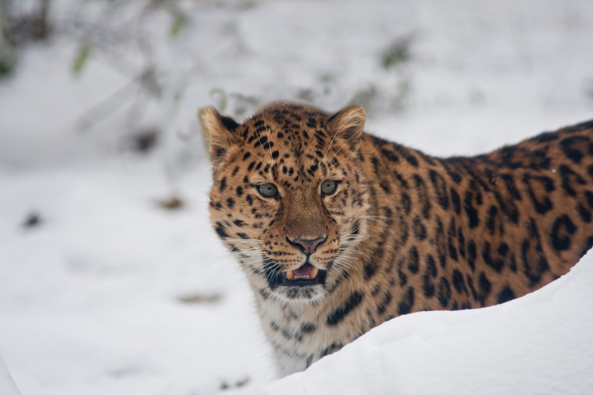 Дальневосточный леопард браконьерство