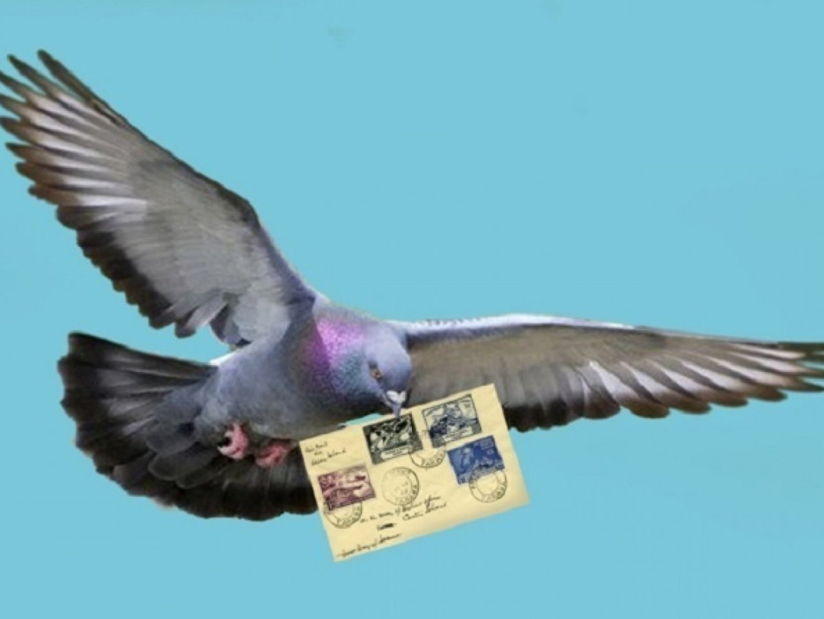 Почтовый голубь фото