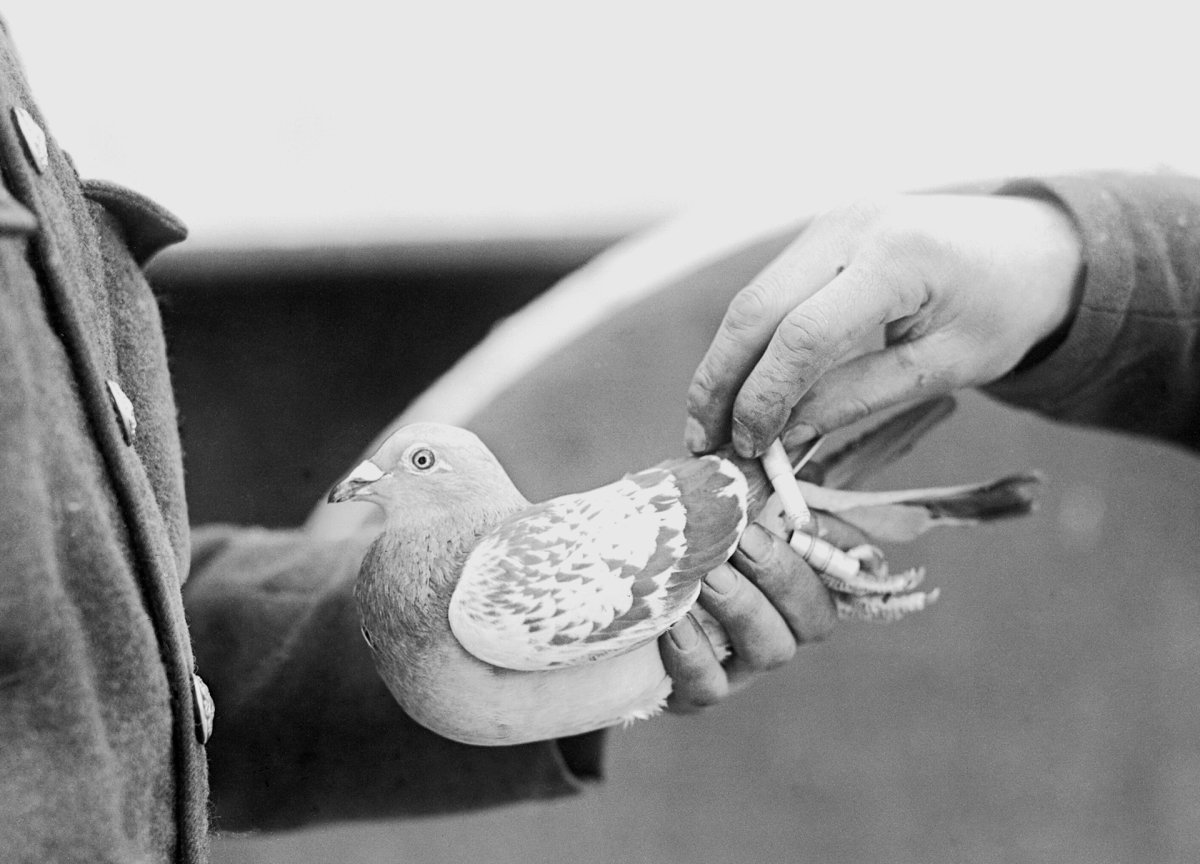 Почтовый голубь