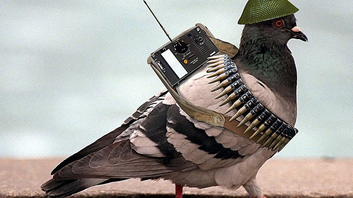 Голубь в каске