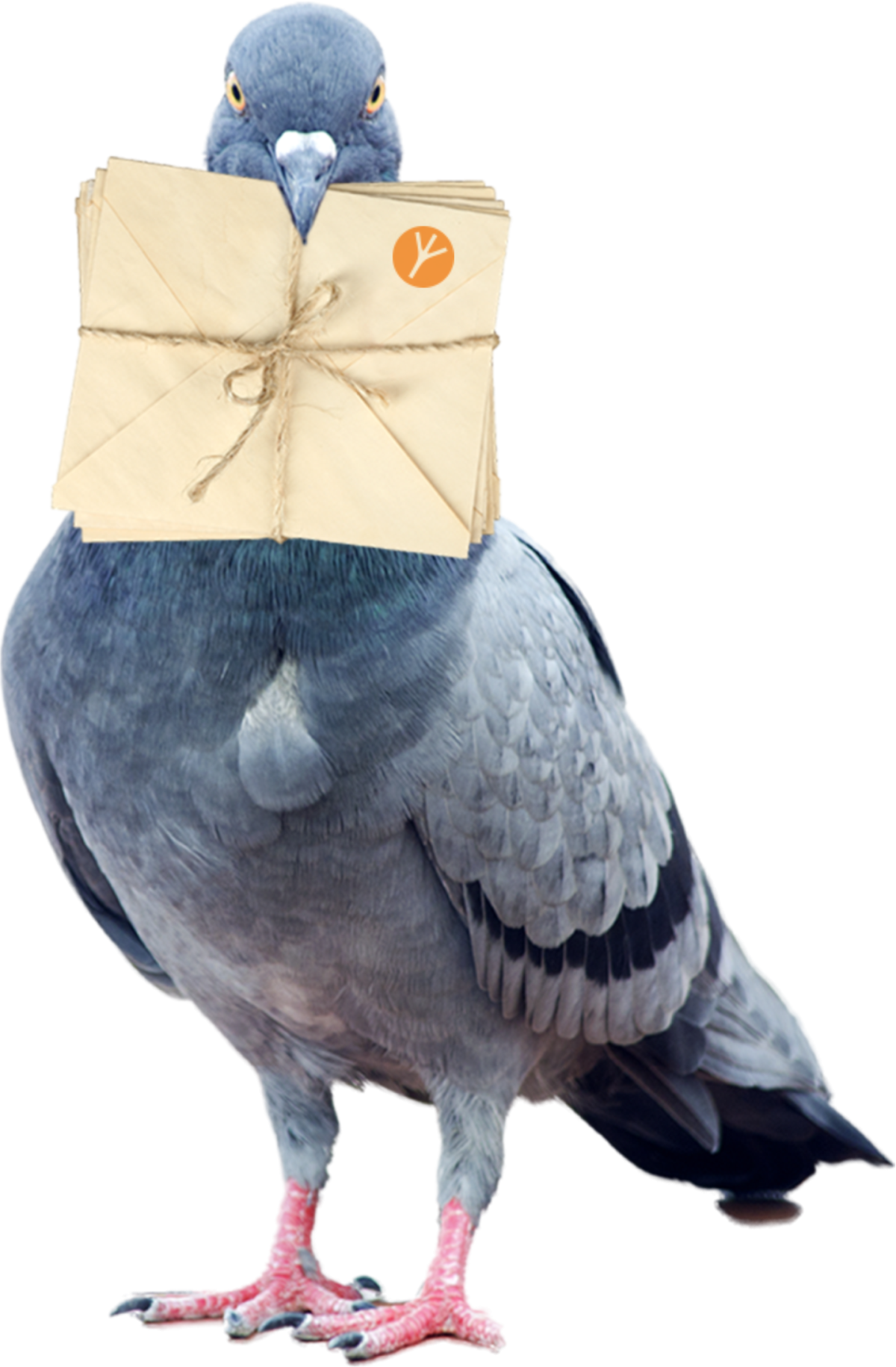 Голубь с письмом