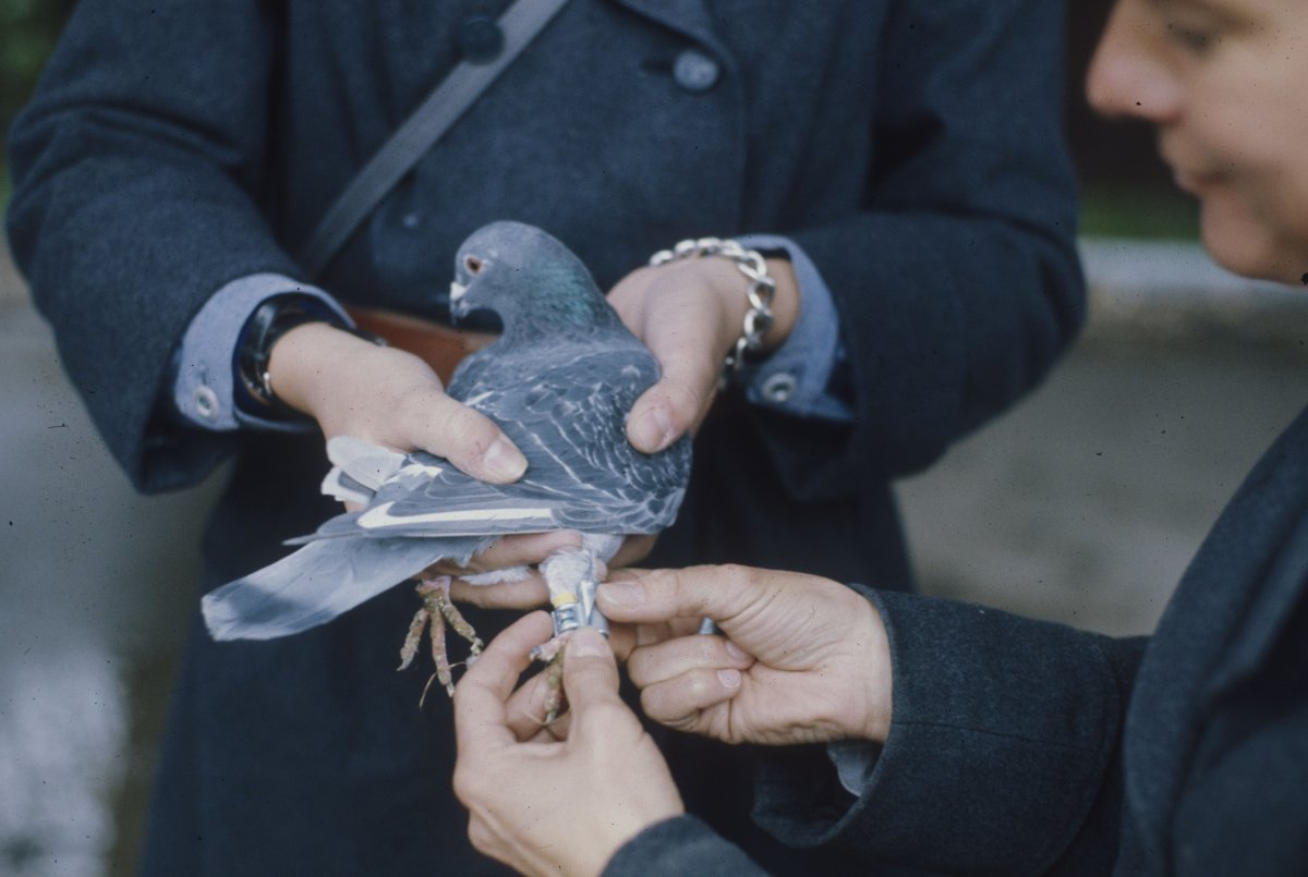Почтовые голуби во Франции