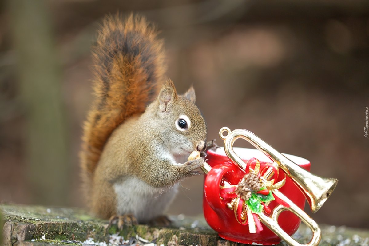 С добрым утром белка