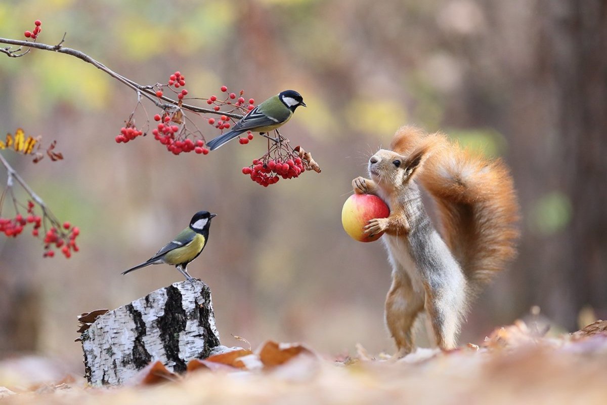 Цветы и животные