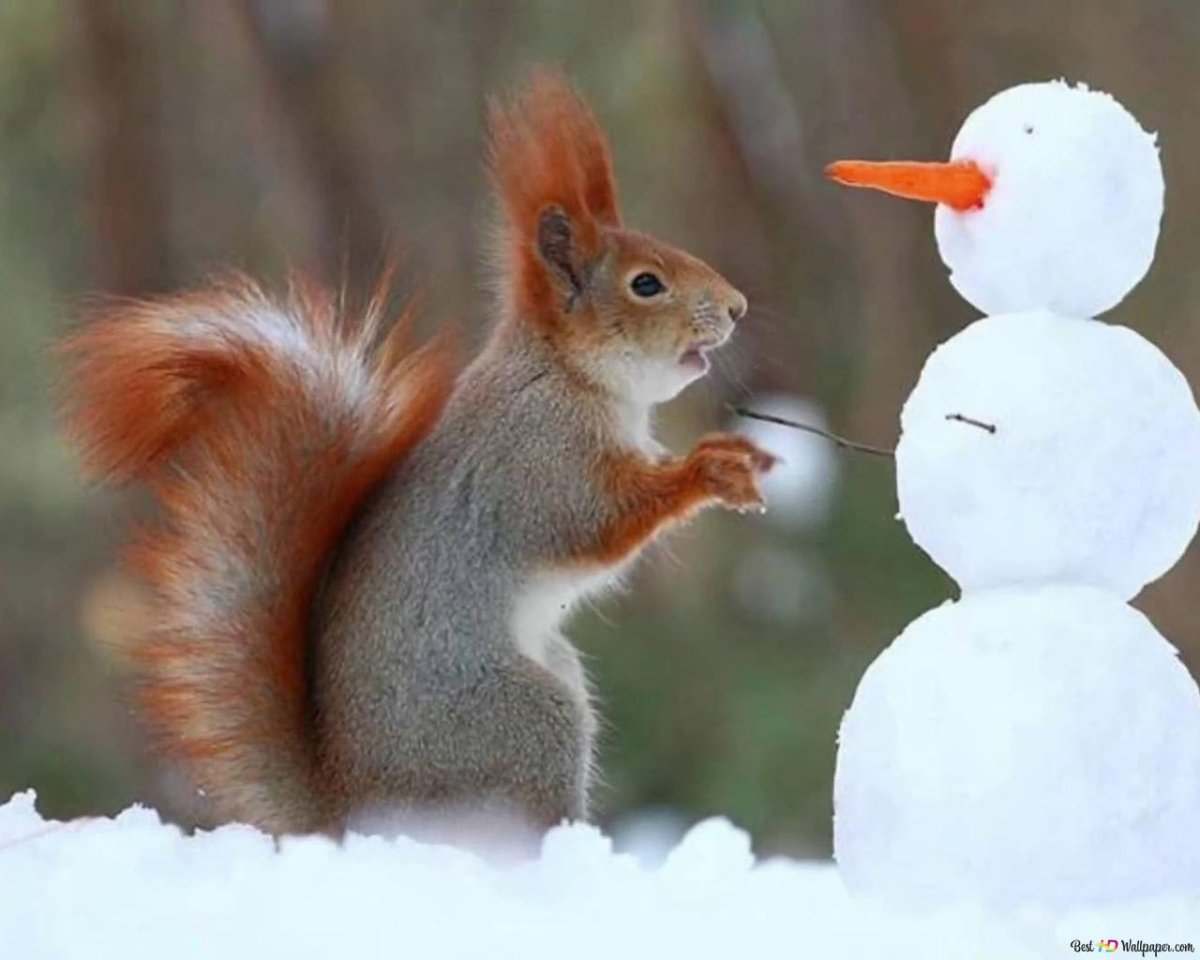 Белка с цветочком