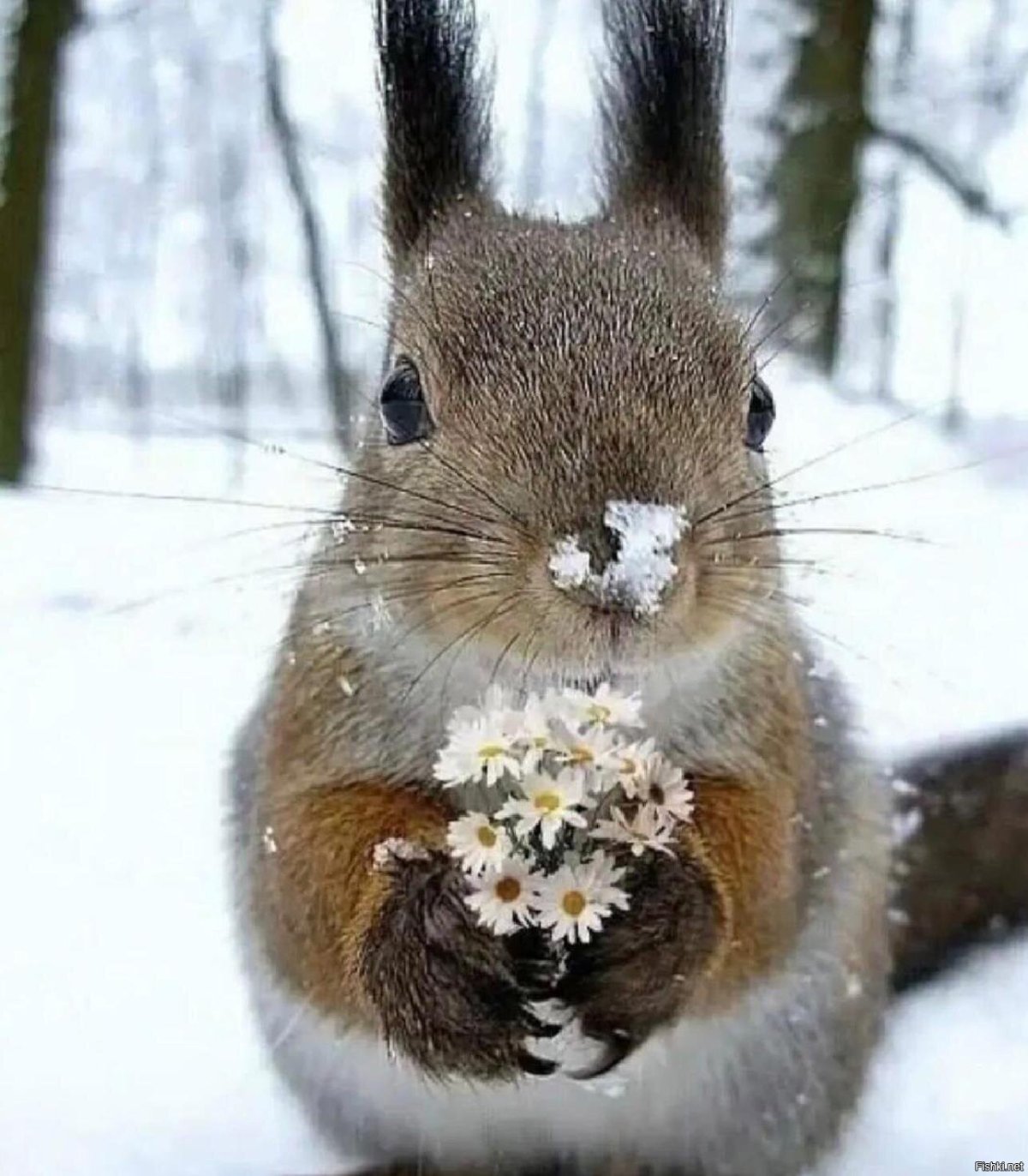 Белка в цветах