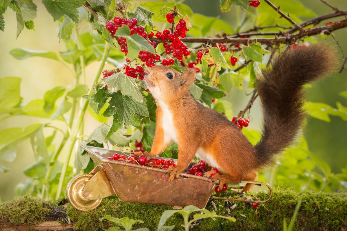 Животные под зонтиком
