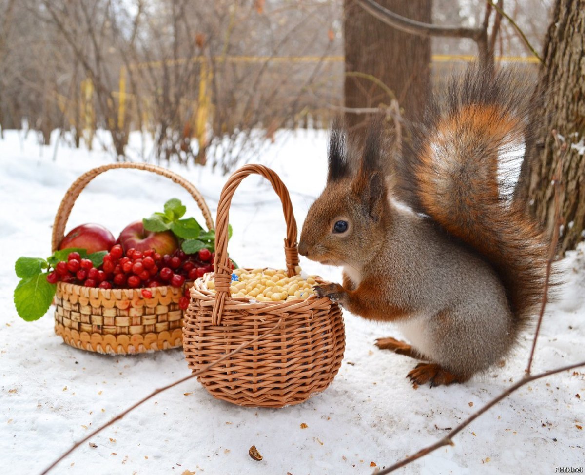 Белка невеста