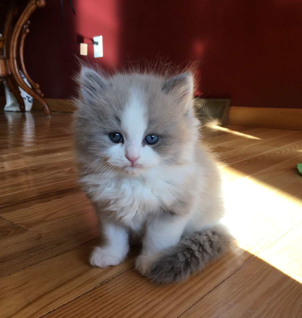 Эстетика кошек