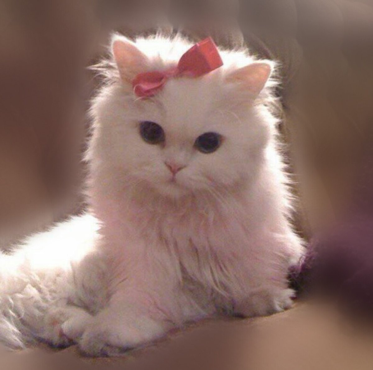 Котики пушистики