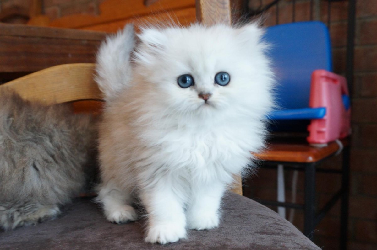 Пушистый котик