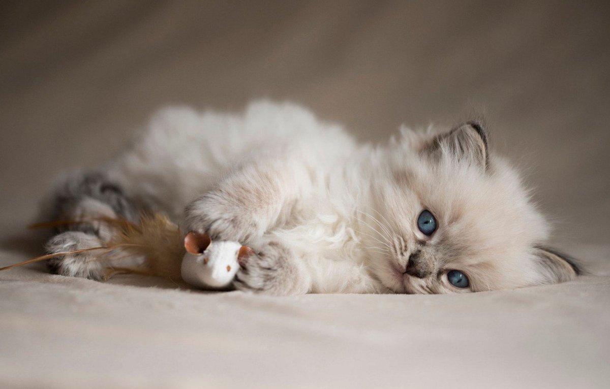 Маленькие пушистые котики