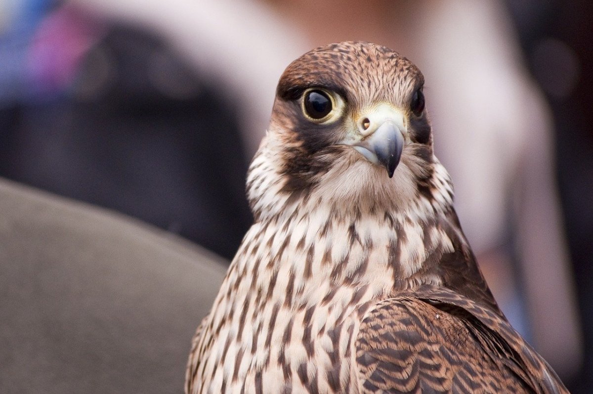 Хищные птицы Соколиные