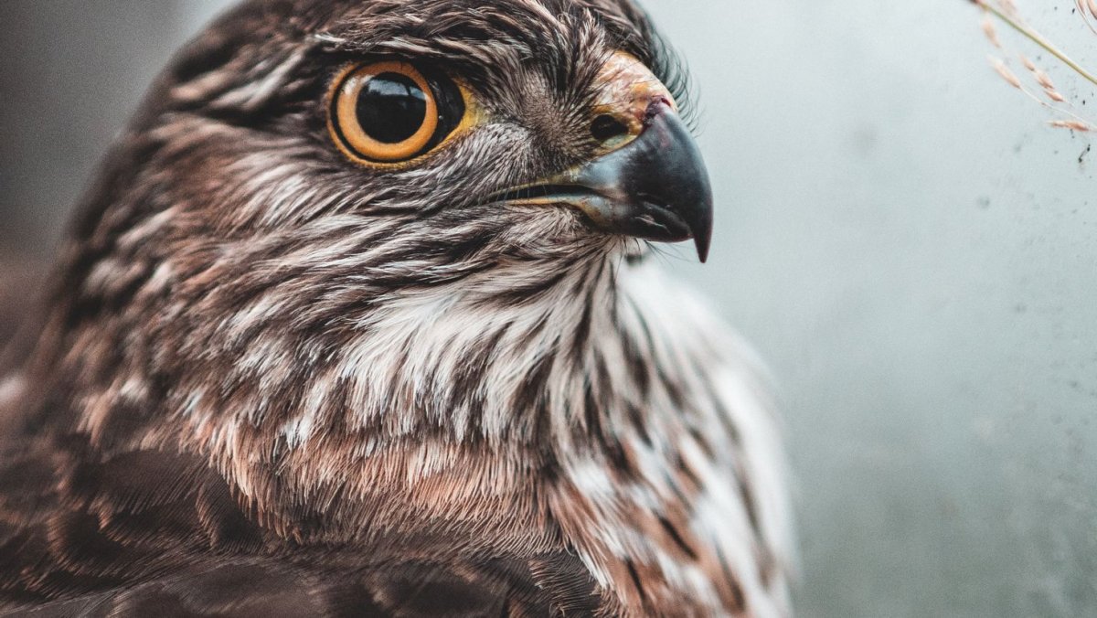 Сокол Сапсан в Крыму