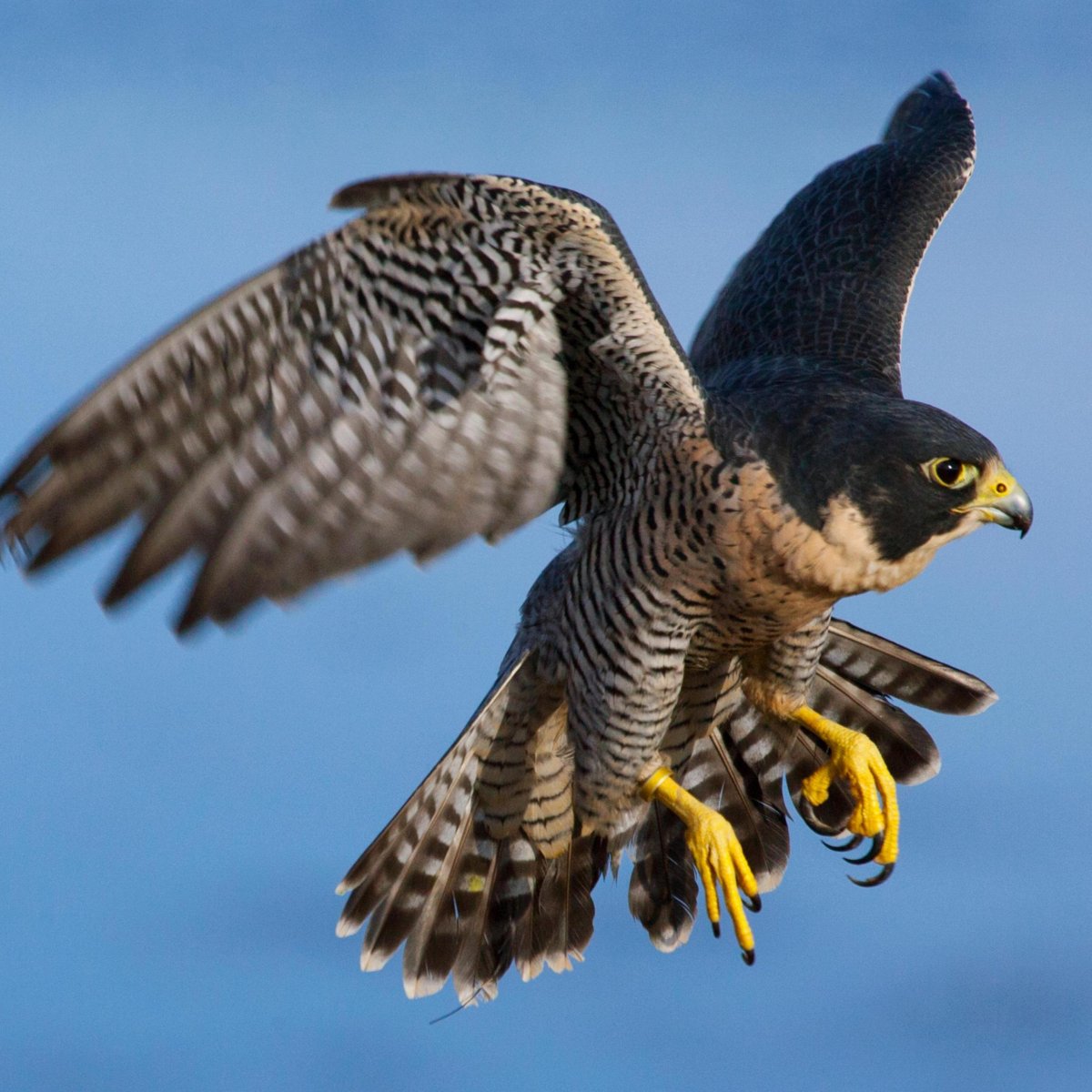 Молодой Сапсан птица