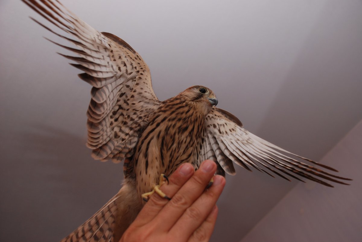 Сокол Сапсан Крылья