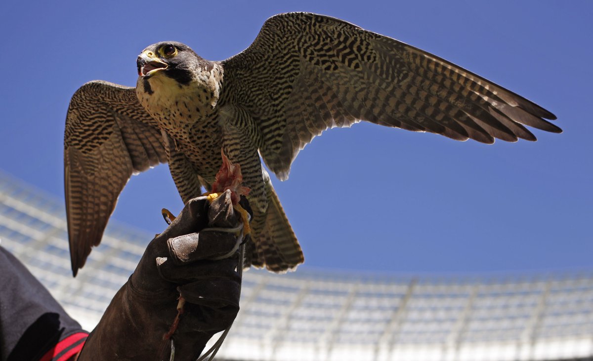 Сокол балобан-Сапсан