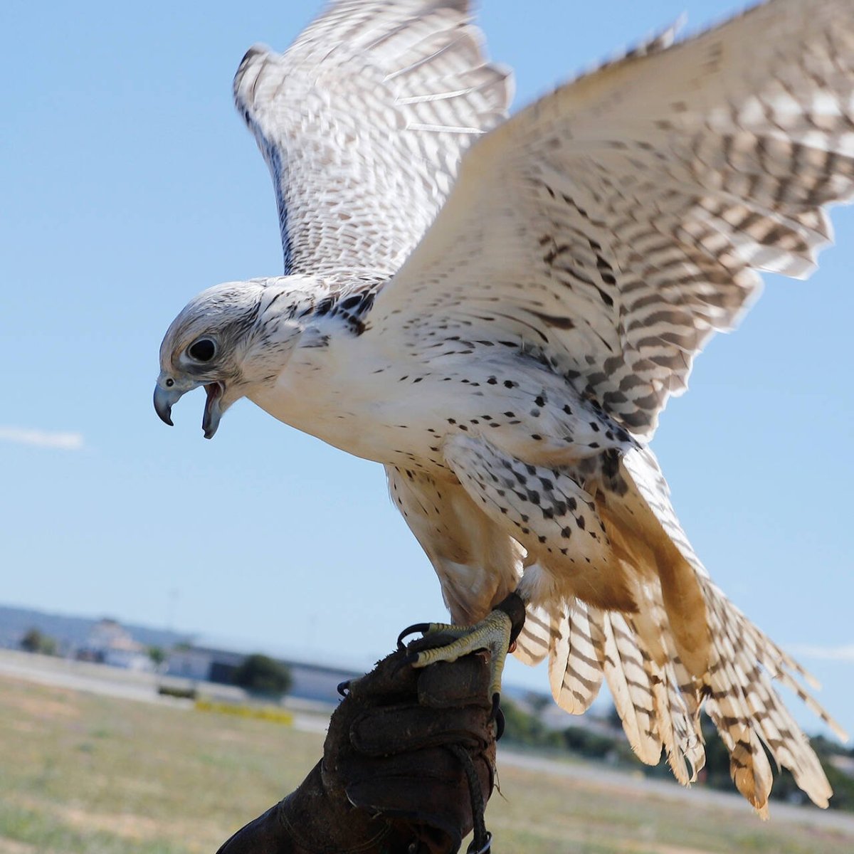 Красивый Сокол
