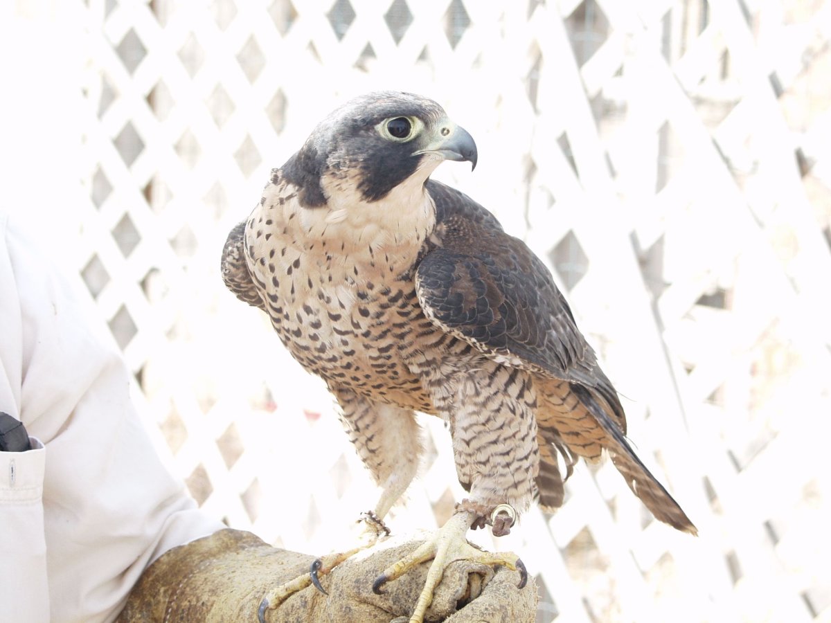 Ястреб Кречет