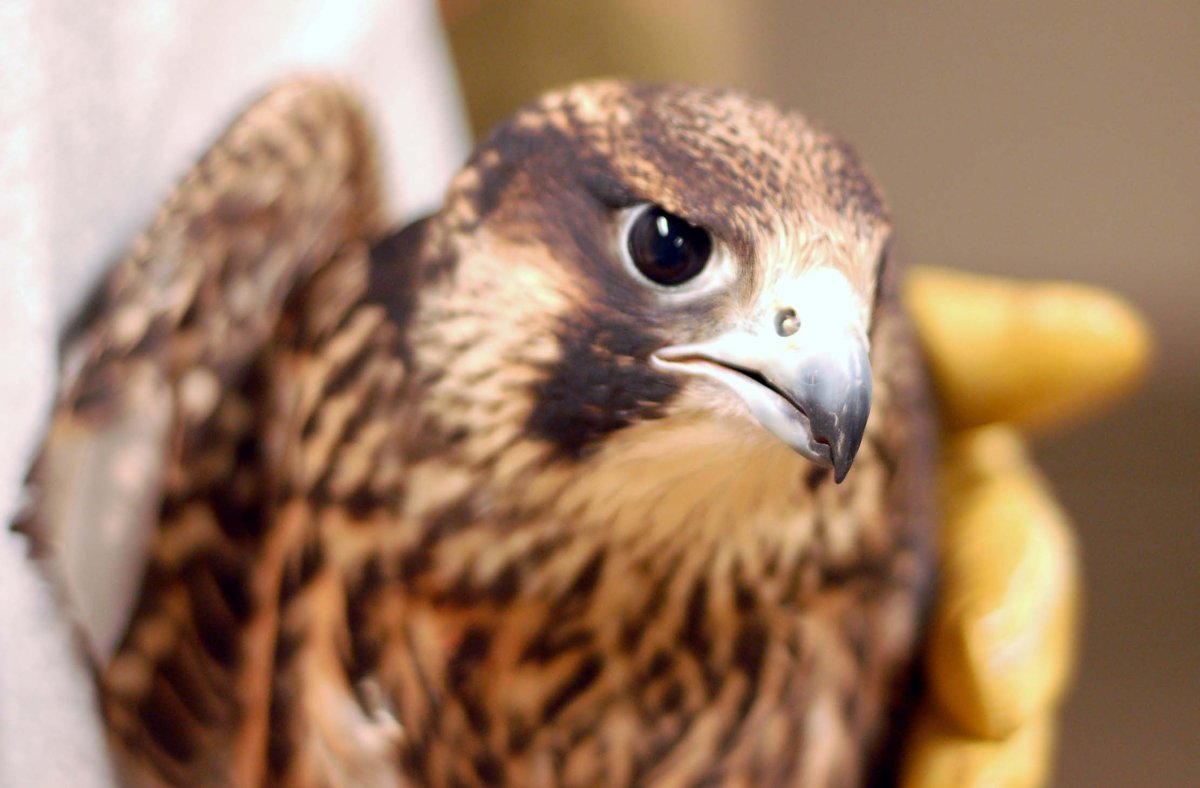 Сокол Сапсан птенец