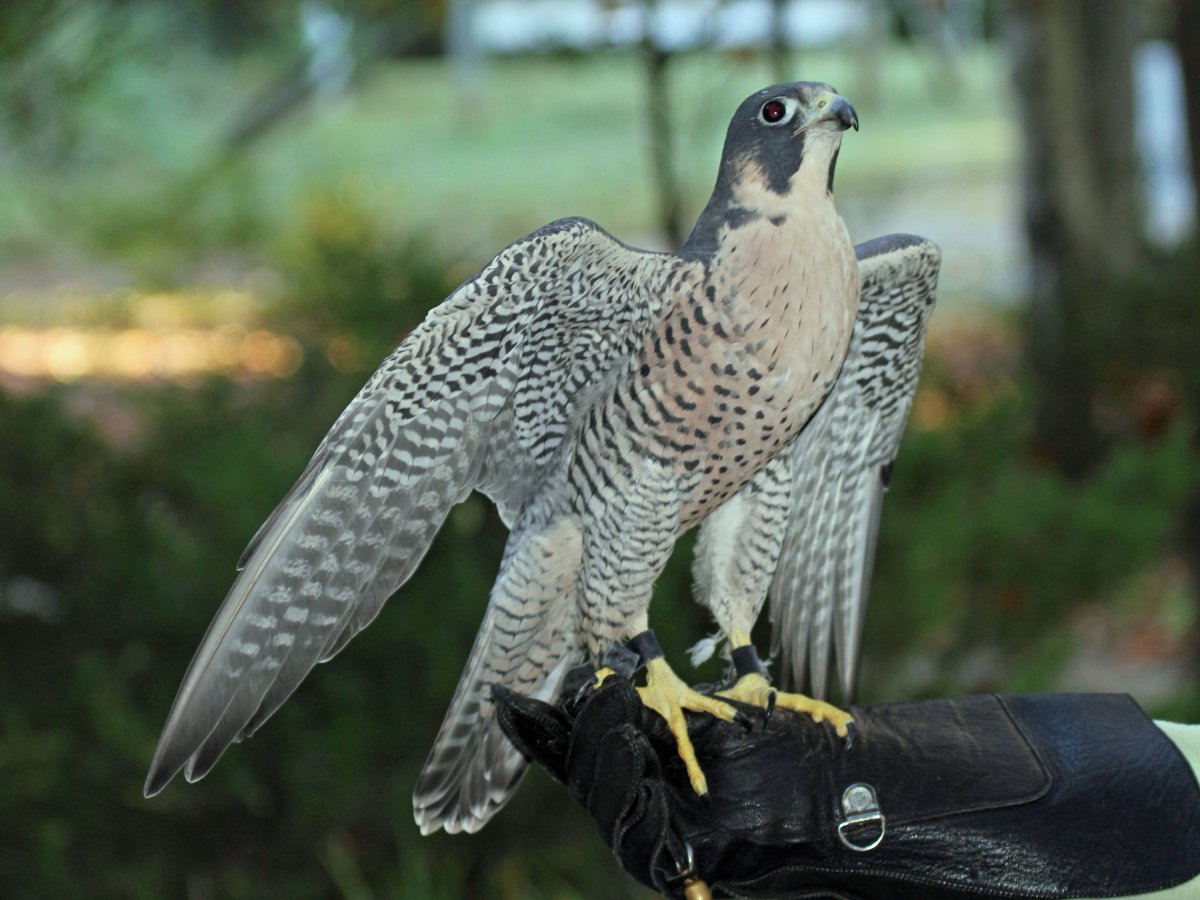 Серый Сокол