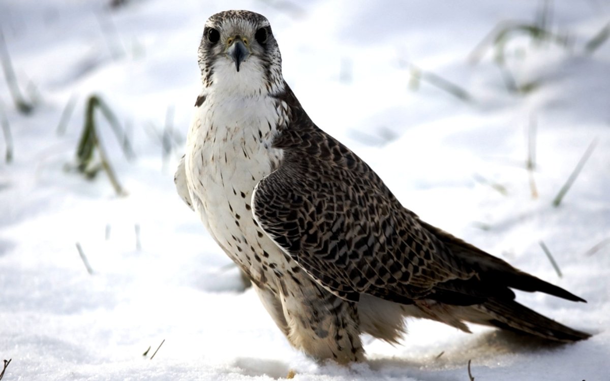 Птицы в магазине фотографии