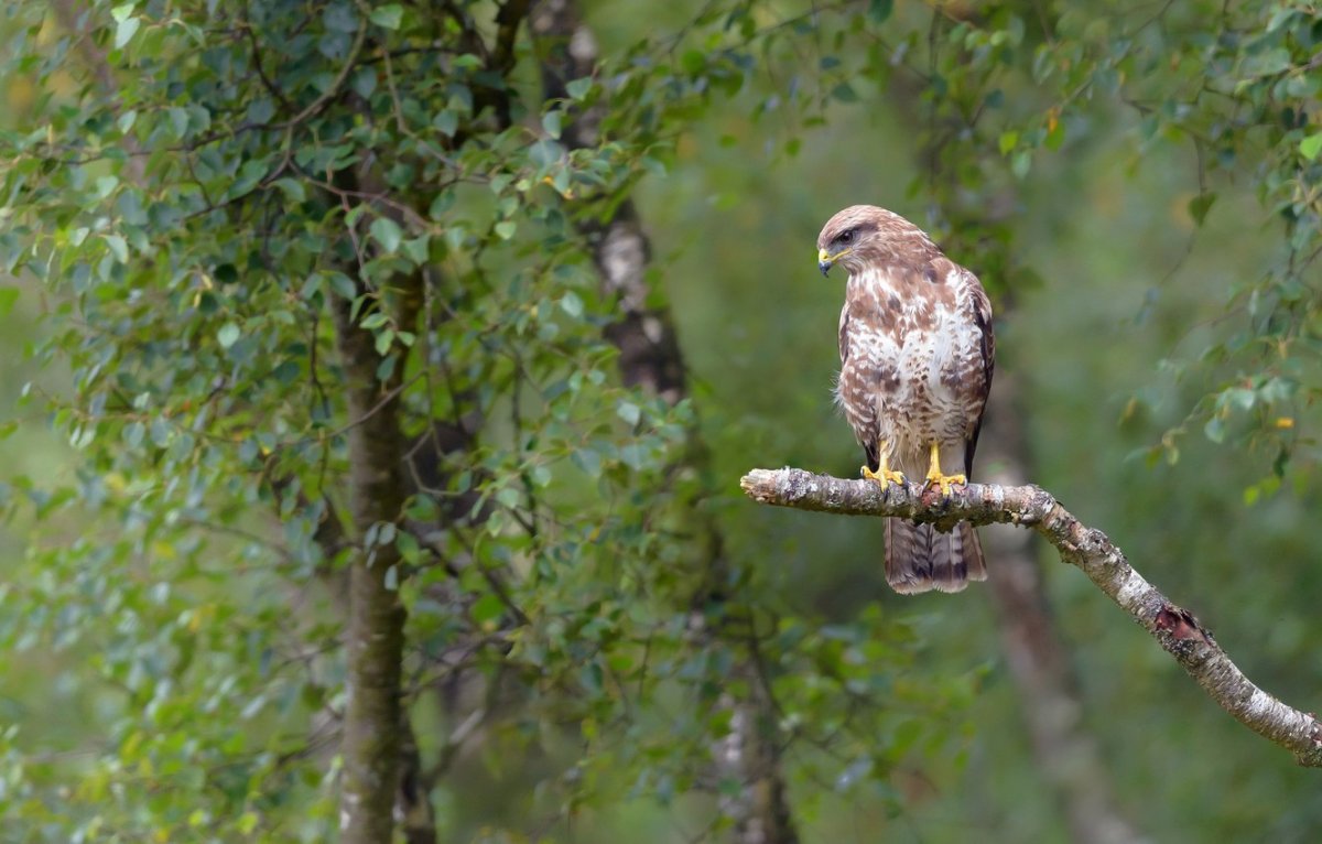 Взгляд Сокола