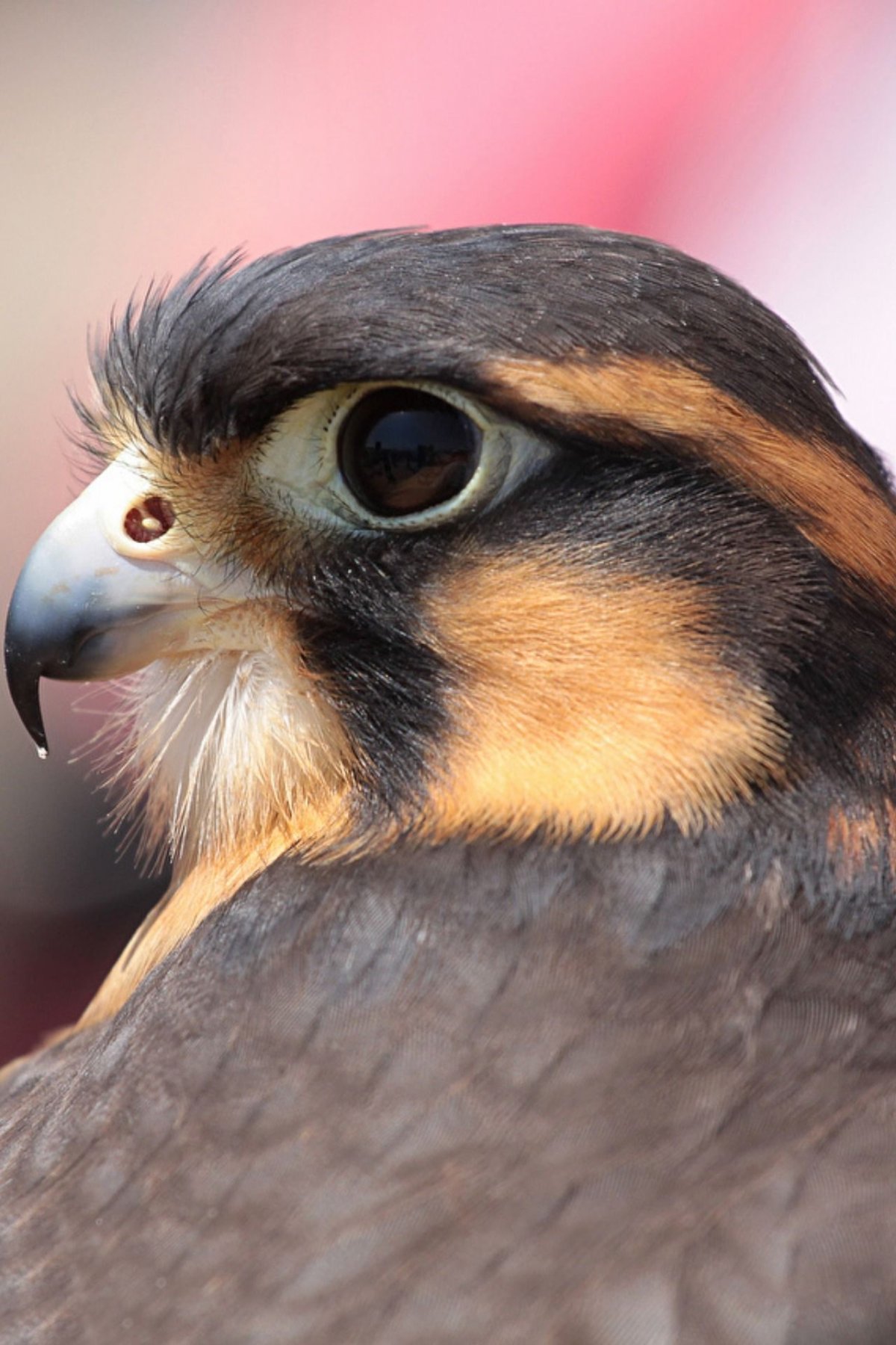 Кречет птица охота