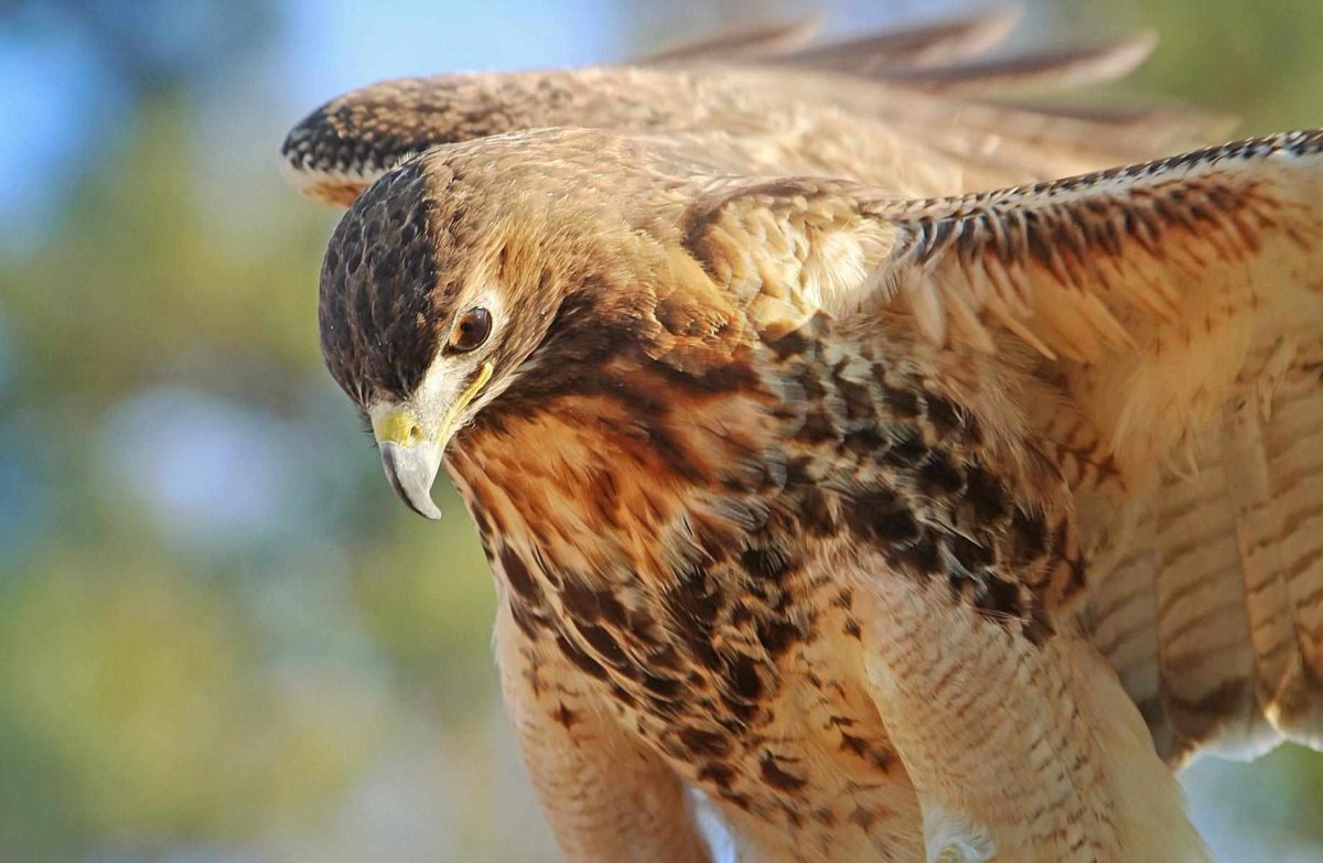 Соколятник Соколиная охота Николай Санин