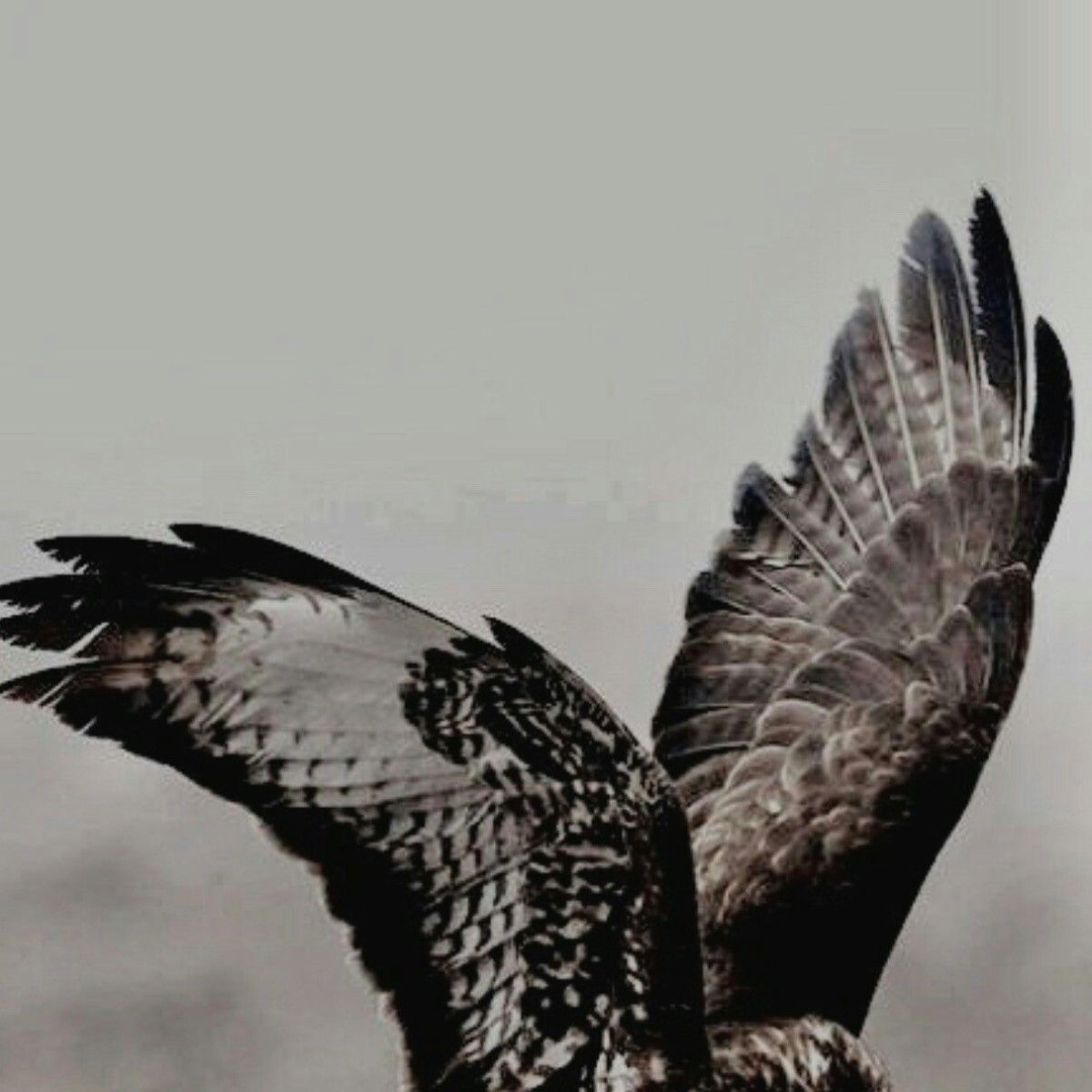 Маврикийская пустельга