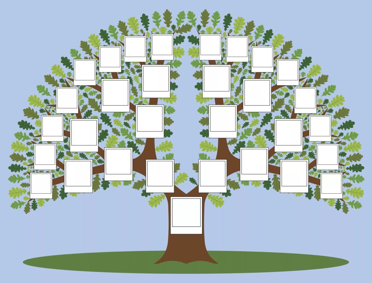 Родословное дерево раскраска