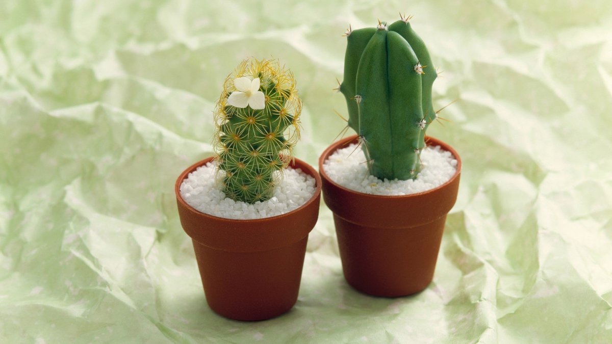 Кактус в горшке на столе