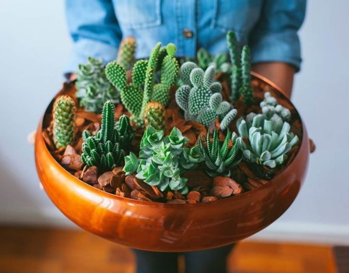 Кактус опунция суккулент