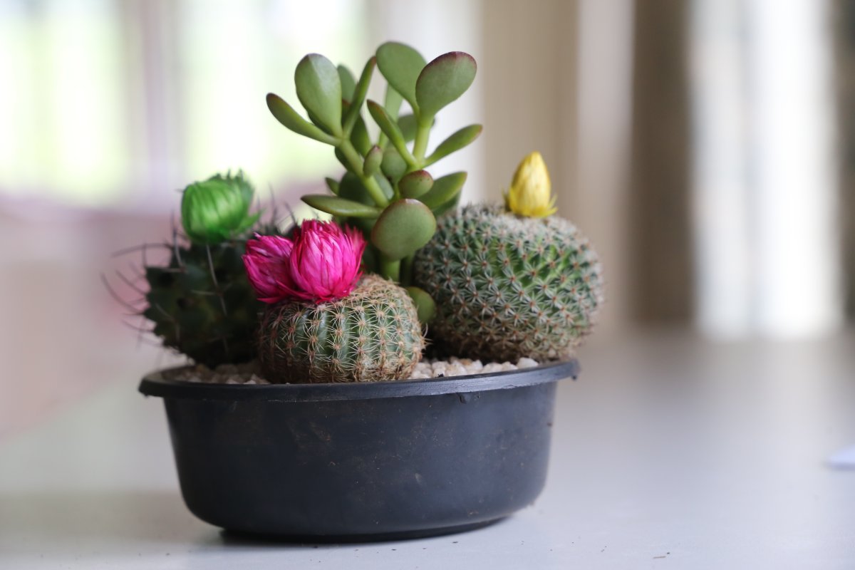 Маленькие кактусы в горшках