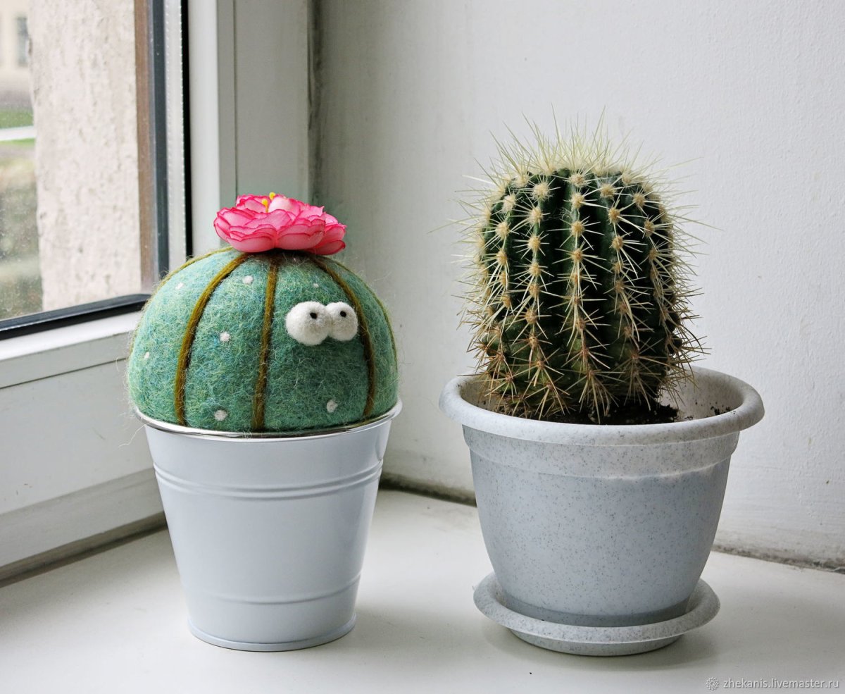 Кактус декоративный домашний