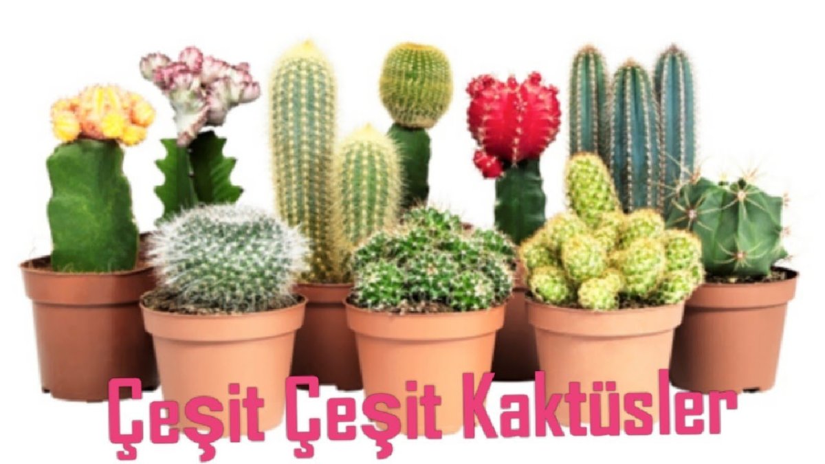 Кактус Бамбино