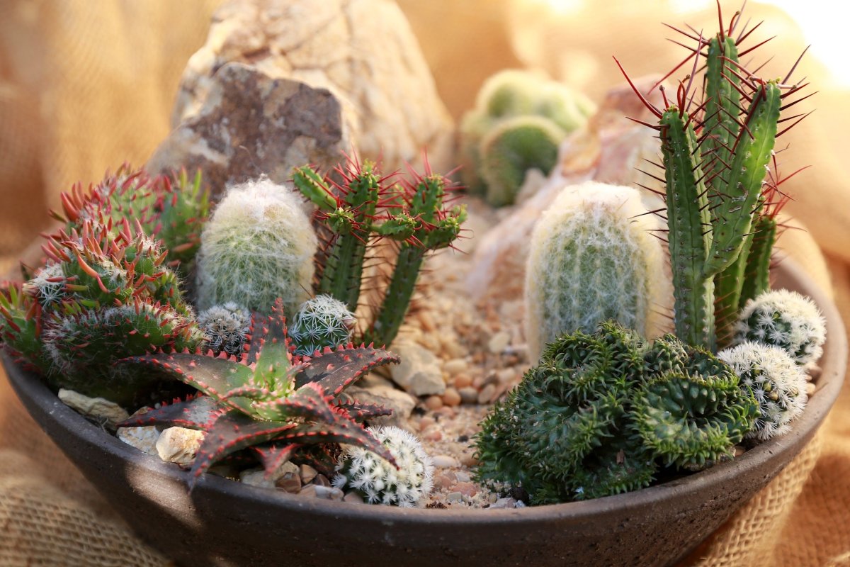 Кактус опунция мини