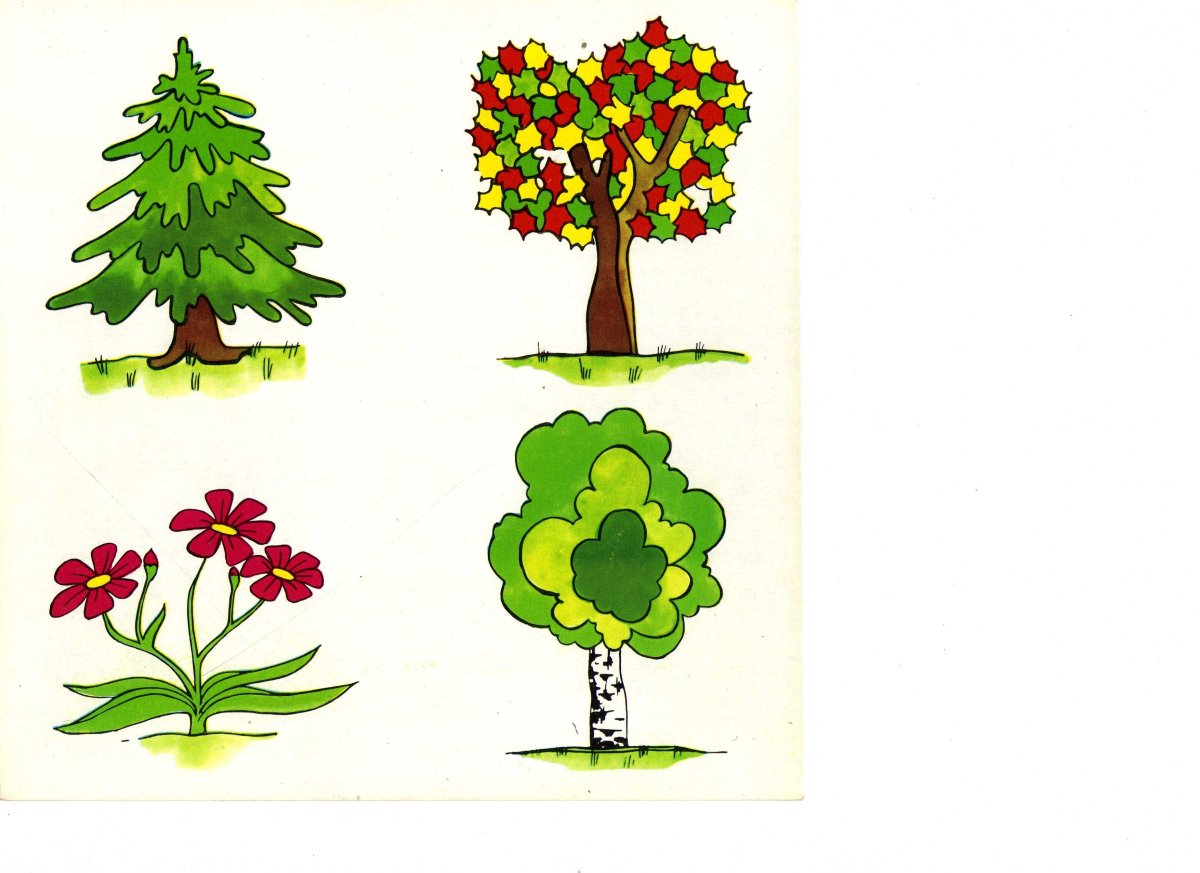 Деревья занятия для дошкольников