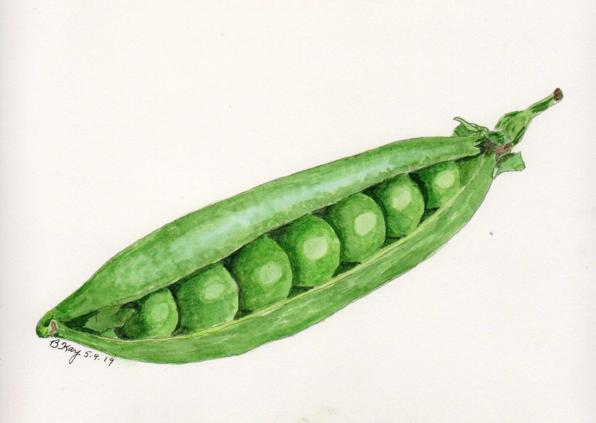 Стручок гороха акварель