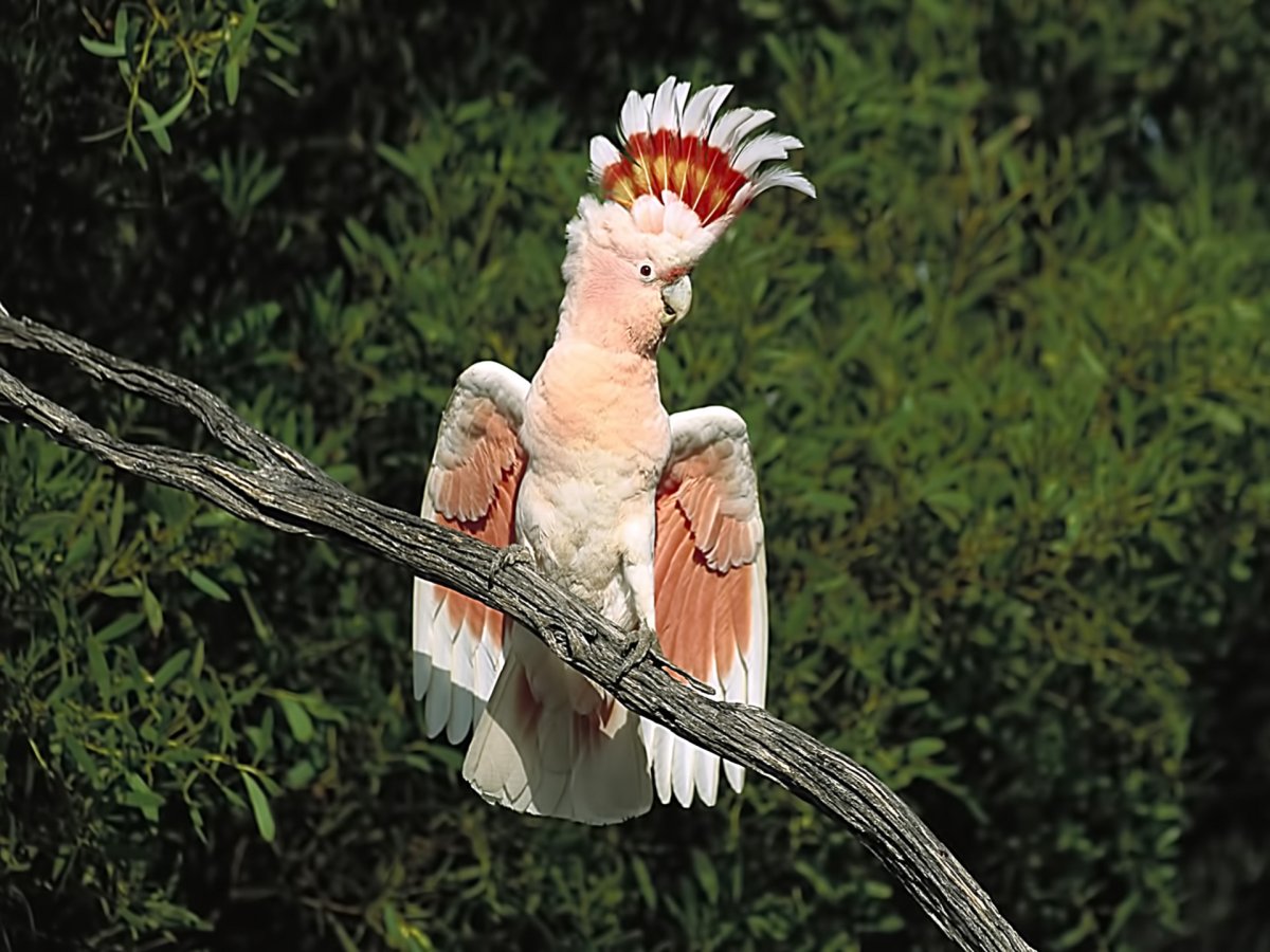 Птица Говорун