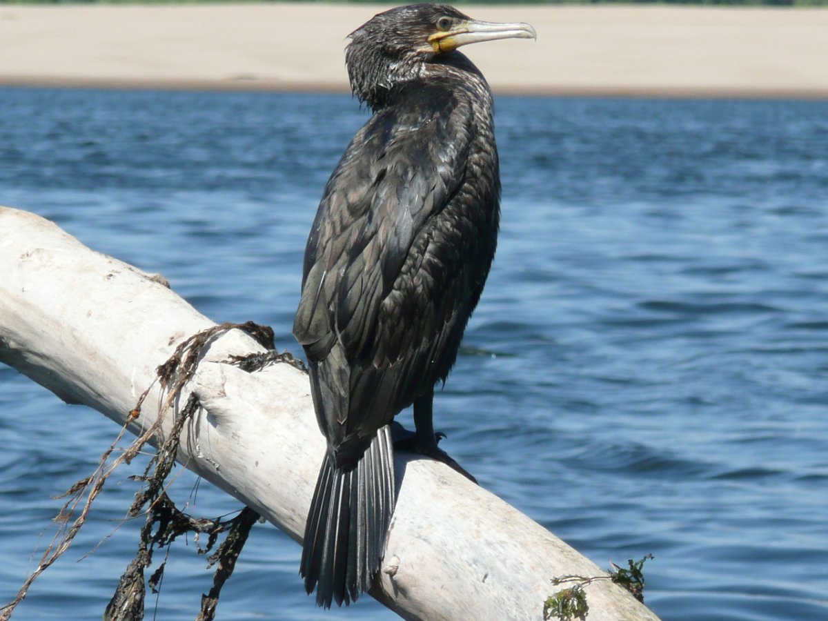 Арт объект птица Говорун в Вологде