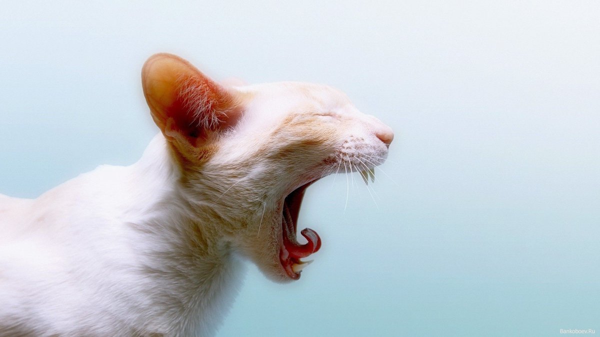 Кричащий белый кот